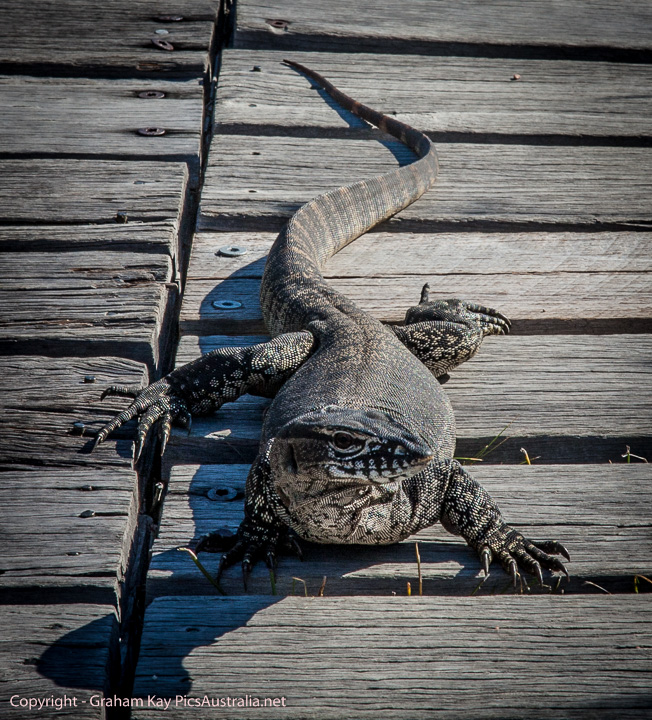 This bloke was sunning himself on our path to Frenchman's Peak