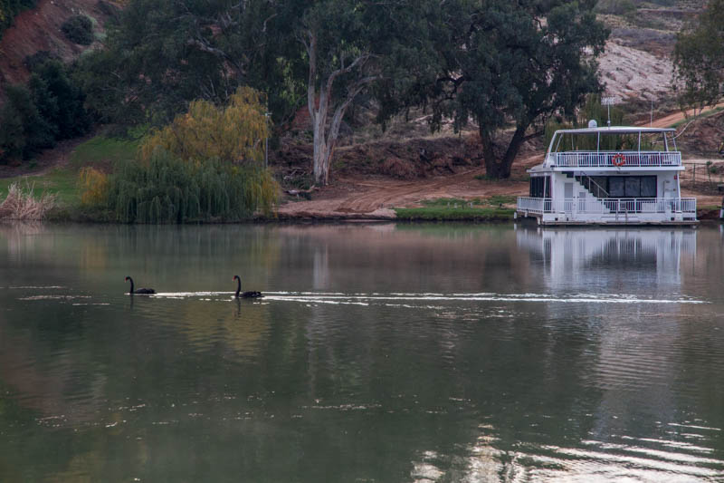 Camped on the Murray at Renmark