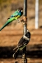Butcher Bird and Ringneck Parrot