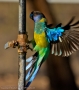 Ringneck Parrot - Tilmouth Well
