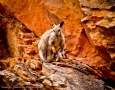 Rock Wallaby and Joey - Redbank Gorge