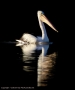 Pelican - Late afternoon - Cullymurra