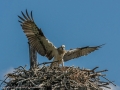 Osprey - protecting her young