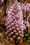 Native Wildflowers -Warraweena