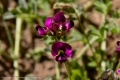 Desert Flower - Inside Track