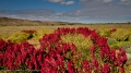 Wildflowers - The Barrier Ranges