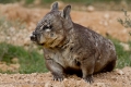 Hairy Nose Wombat - Cambrai SA