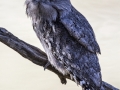 Tawny Frogmouth, only a mother could love