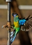 Ringneck Parrot - Tilmouth Well
