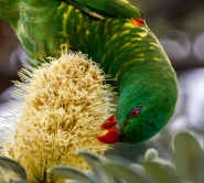 Parrot Delighted with the blossoms in Brooms Head.