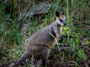Wiptail Wallaby