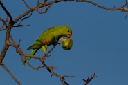 Red Wing parrot having an early morning feed