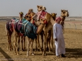 Camel team - Abu Dhabi Camel festival.