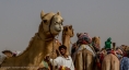 Camels waiting to race